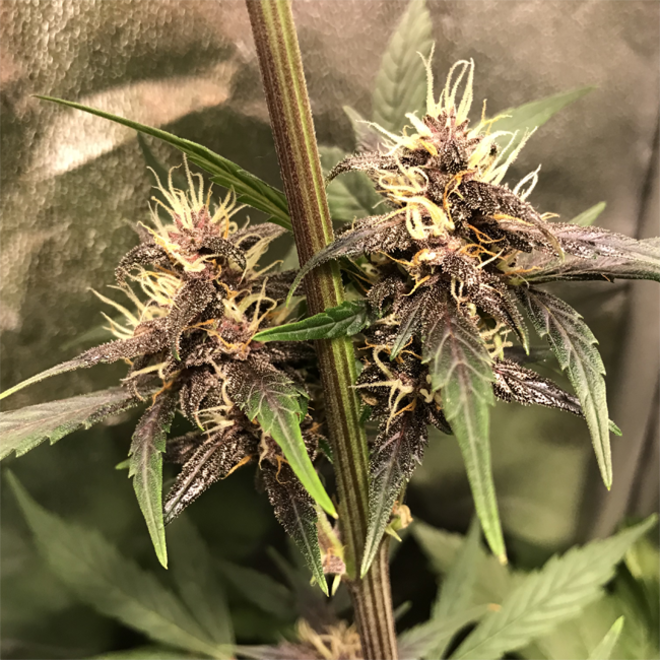 Auto Purple CousKush (Zamnesia Seeds) Feminizada Auto Purple CousKush (Zamnesia Seeds) Feminizada